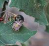Dolycoris baccarum